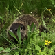 Illustration for article titled It’s baby groundhog season